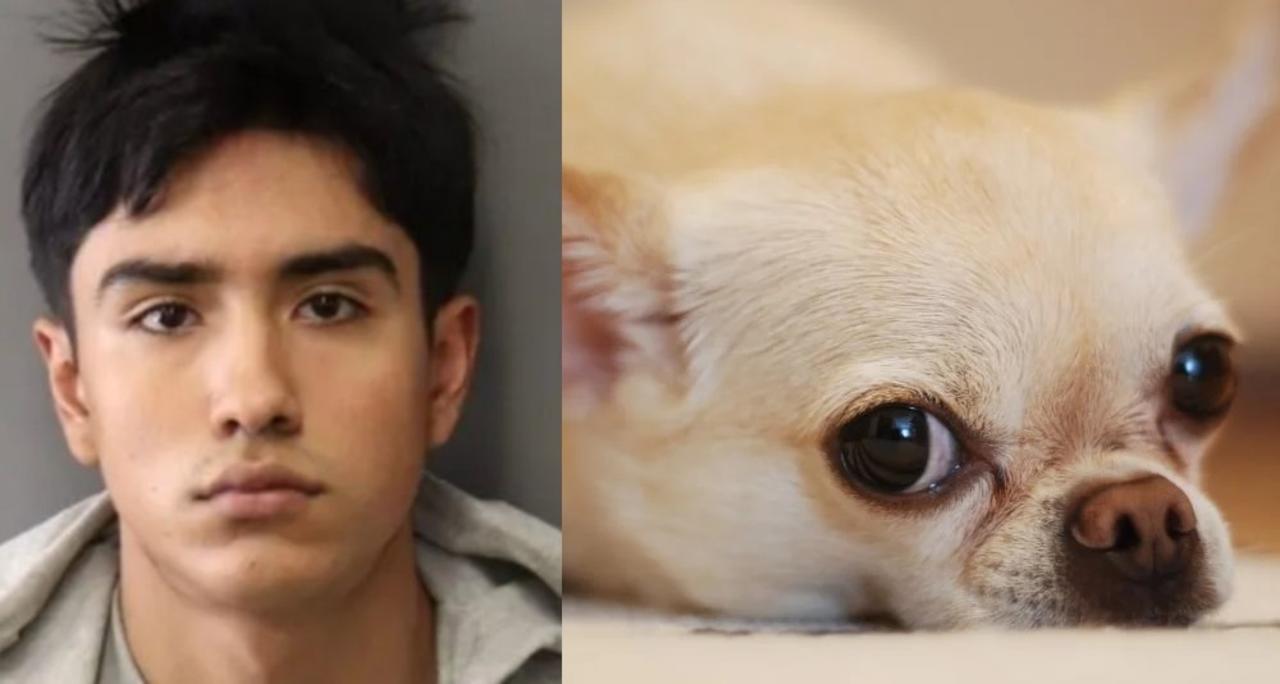 Sentencian a prisión a joven que torturó y degolló a perrito chihuahua