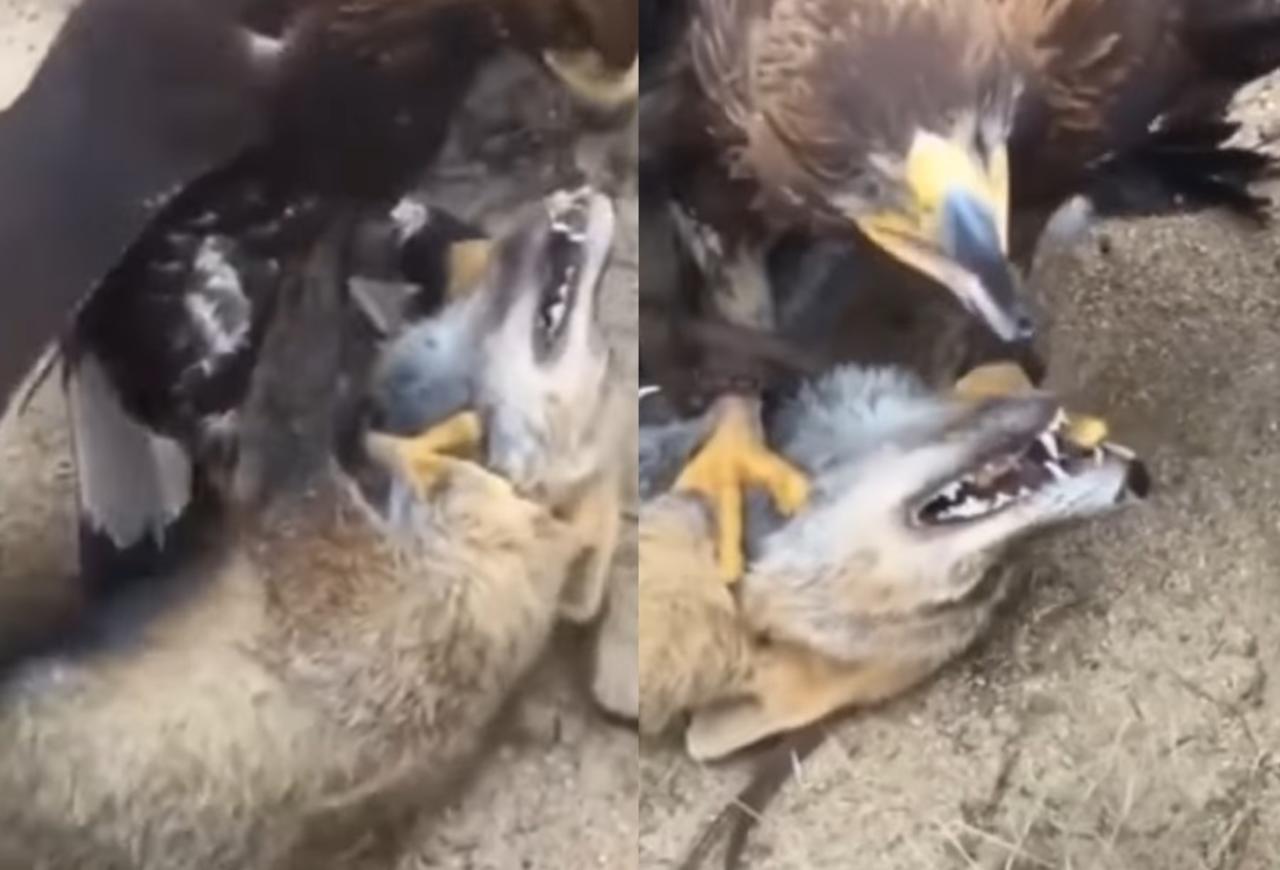 VIRAL: Captan a águila sometiendo a un coyote