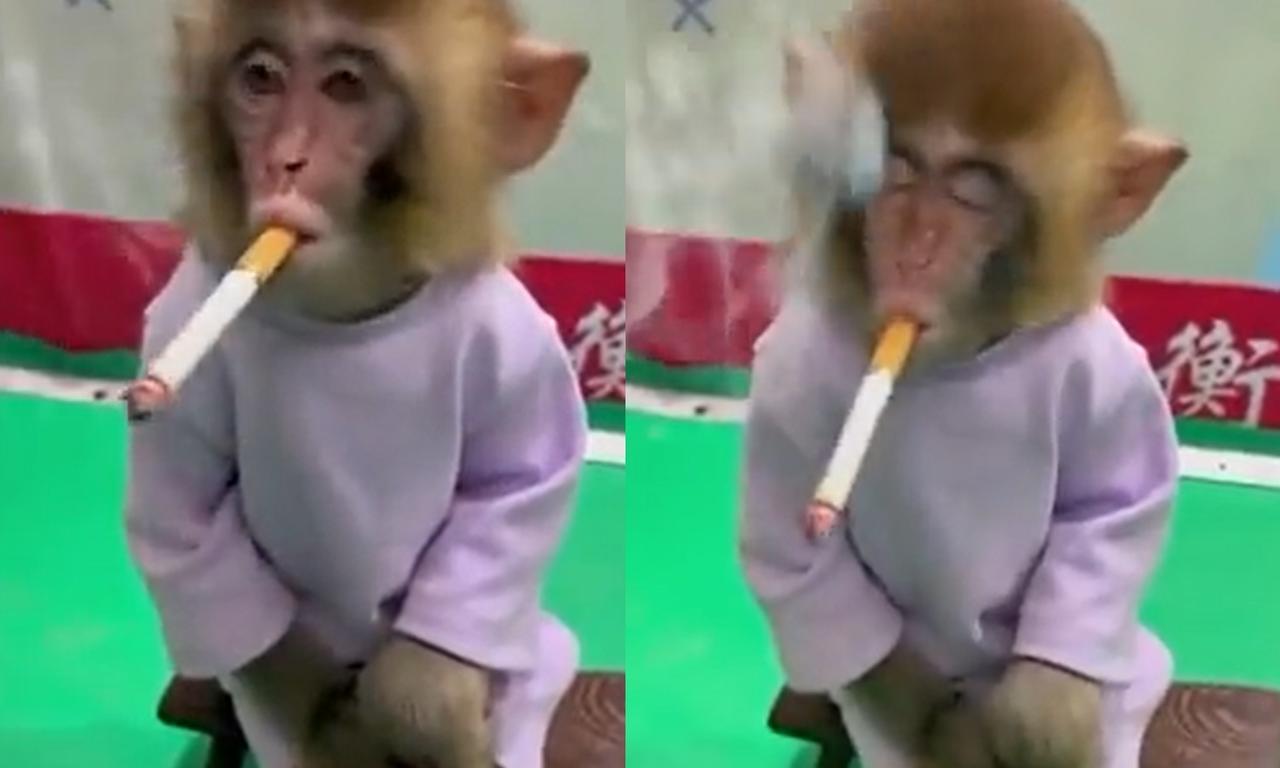 Zoológico obliga a una cría de mono a fumar para campaña antitabaco