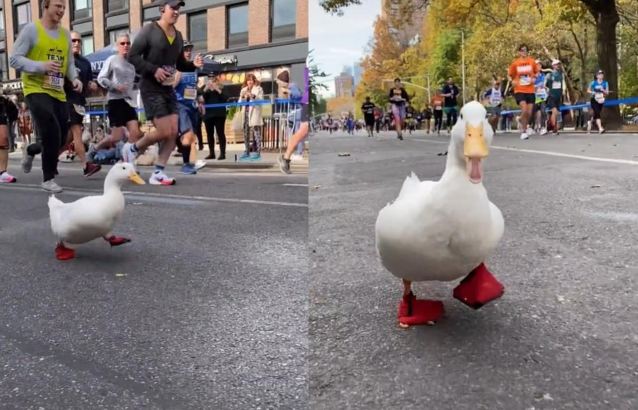 VIDEO: Pato corre en un maratón de Nueva York y se vuelve viral