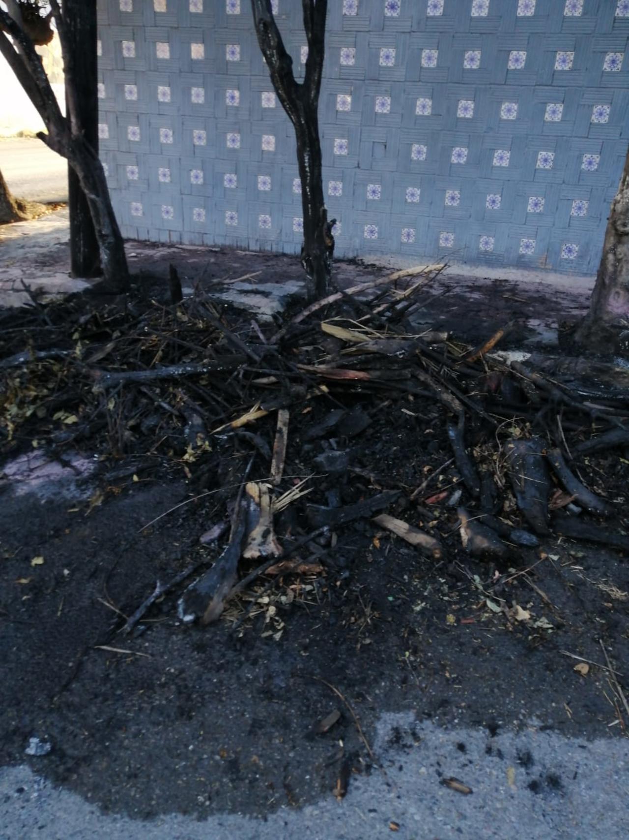 Ciudadanos denuncian quema de árboles en centro de Saltillo