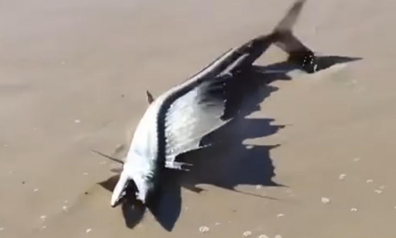 Encuentran 'extraño' pez en playa de California tras temblor