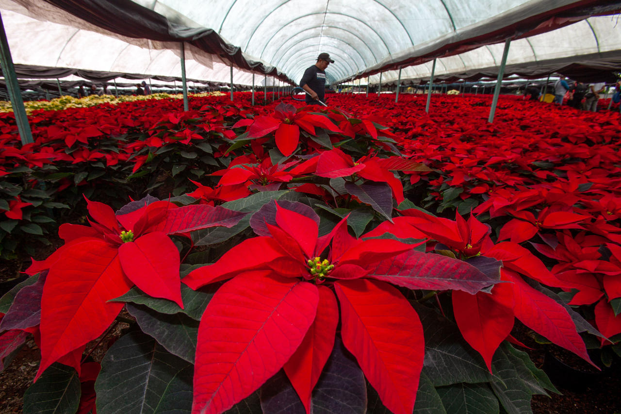 Productores en México garantizan abasto de flor de Nochebuena para esta temporada decembrina