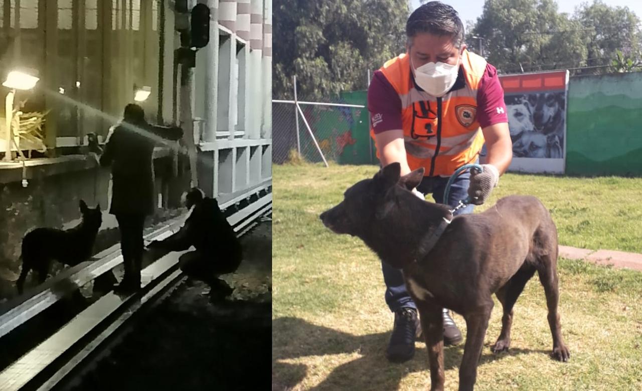 Rescatan a perrito en las vías del metro en CDMX tras 20 días de búsqueda