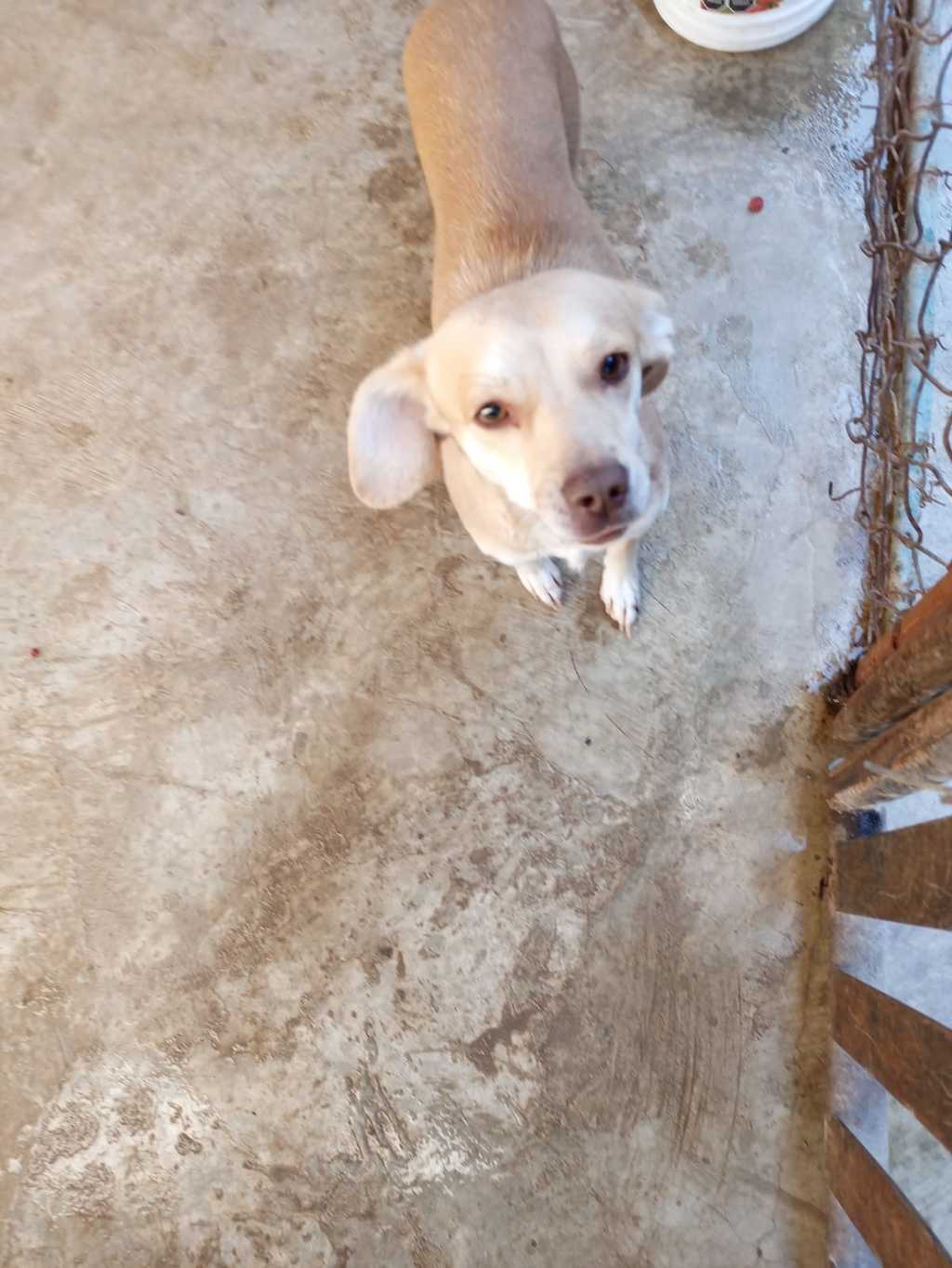Centro antirrábico promueven la adopción canina en Matamoros