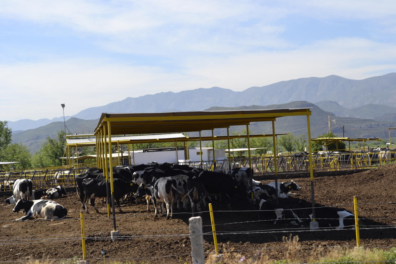 Lecheros de La Laguna tienen oportunidad de subir producción pero altos costos de insumos no los dejan