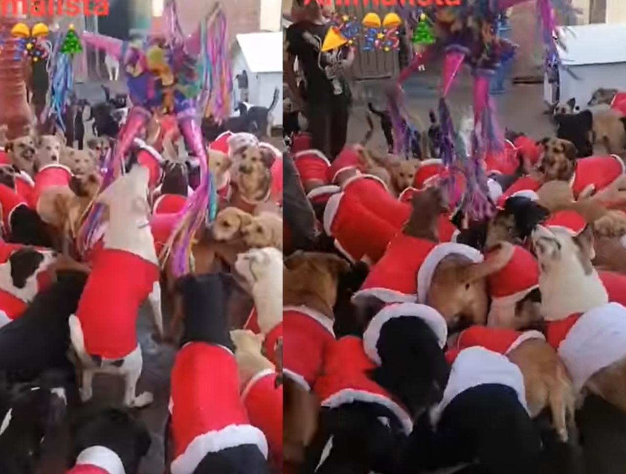 VIDEO: Perritos de refugio celebran posada con todo y piñatas
