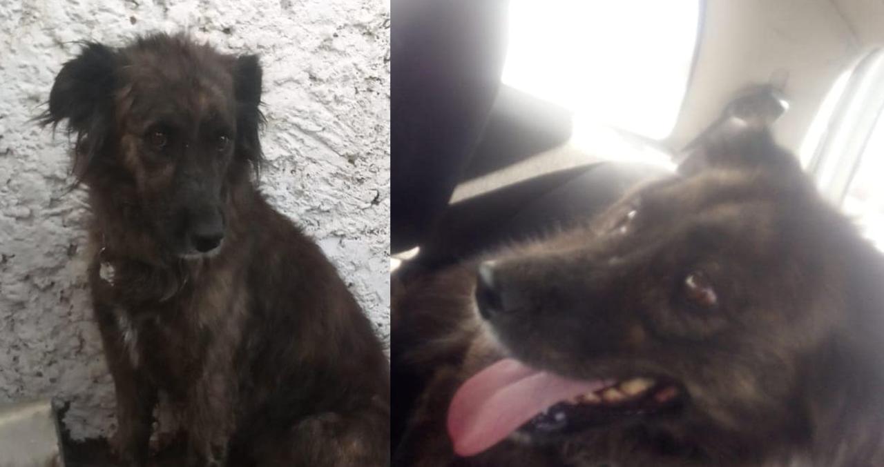 Piden ayuda para encontrar a perrita 'Negrita' en Torreón; escapó al asustarse con la pirotecnia