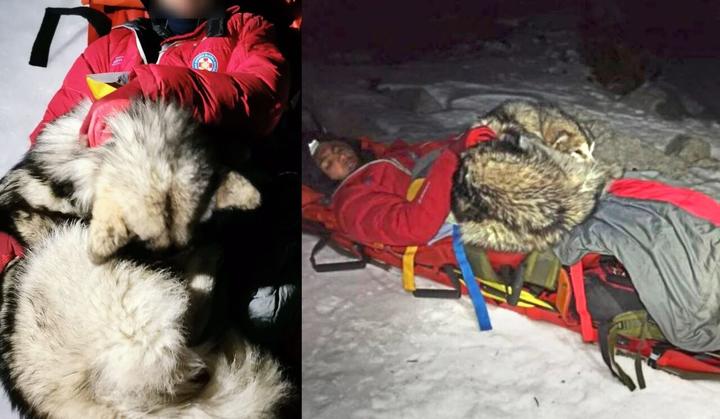 Perrito salva a excursionista de morir congelado; le dio calor por 13 horas con su cuerpo
