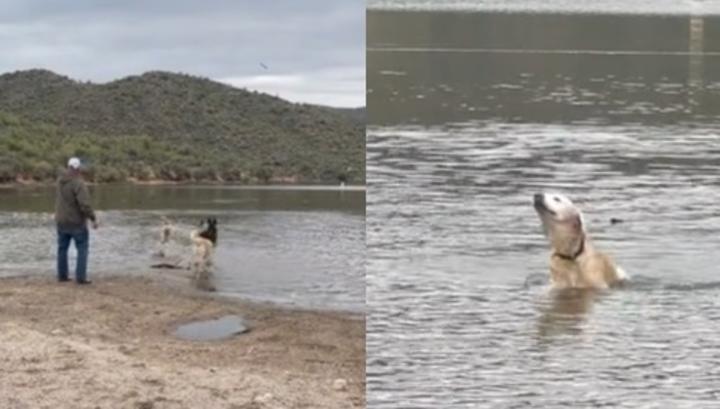 VIRAL: El video que advierte sobre los peligros para los perros en el agua