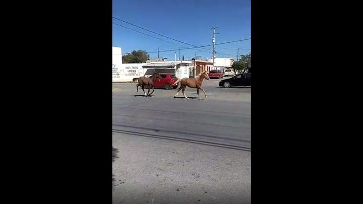 'Que no es rancho'; captan a caballos 'salvajes' corriendo por bulevar de Torreón