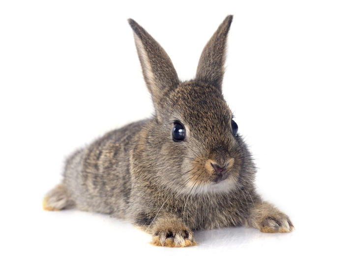 Científicos regeneran el cartílago de la rodilla de un conejo con impulsos eléctricos