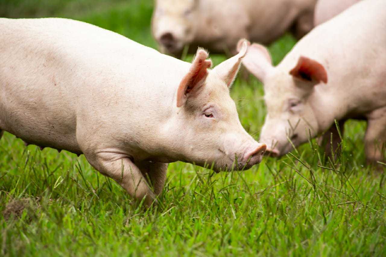Investigadores logran trasplantar dos riñones de cerdo modificados genéticamente a un humano