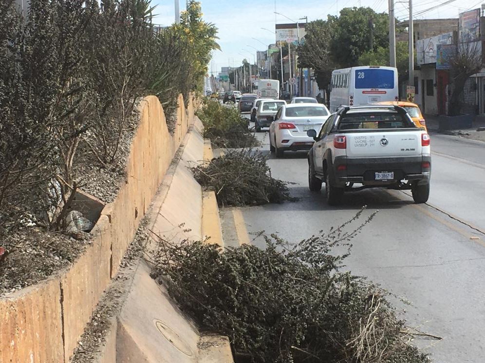 Autoridades dejan residuos de poda en pleno bulevar Revolución de Torreón
