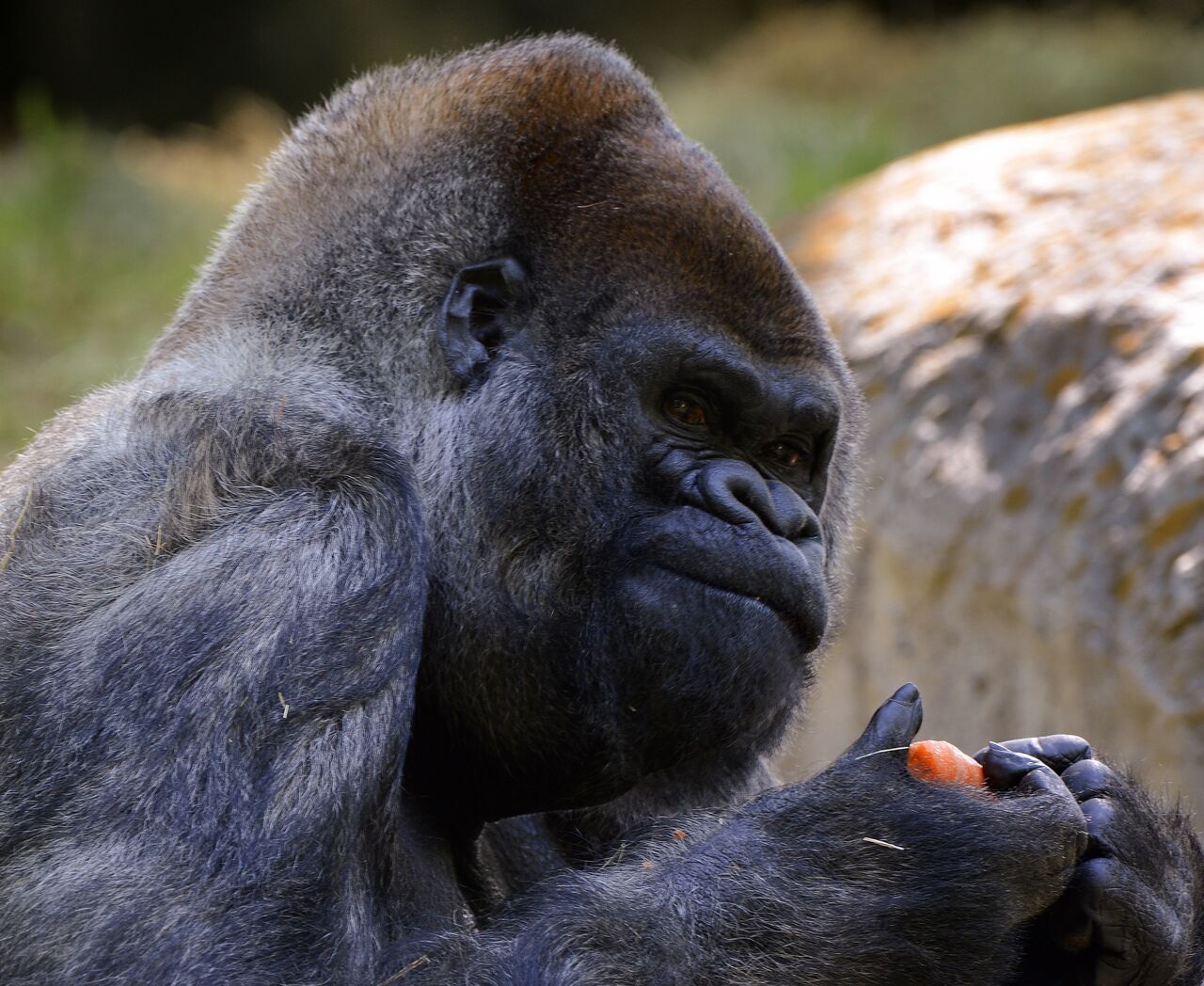 Fallece Ozzie, el gorila más viejo del mundo