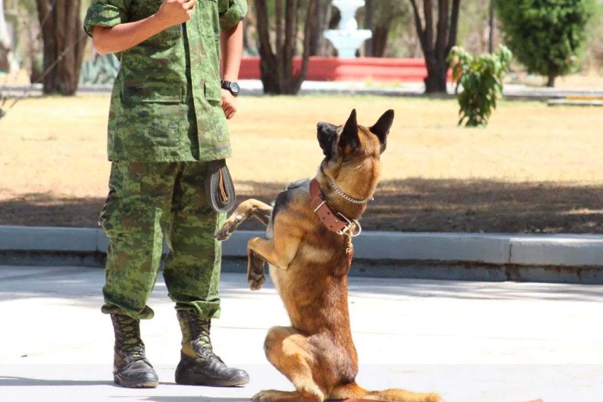 ¿Quieres adoptar un perrito? Un jubilado del Ejército puede ser tu compañero