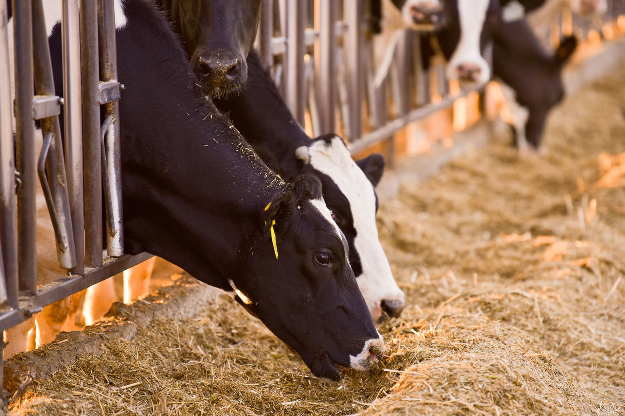 Advierten de creación de grupo contra abigeato en Cuatro Ciénegas