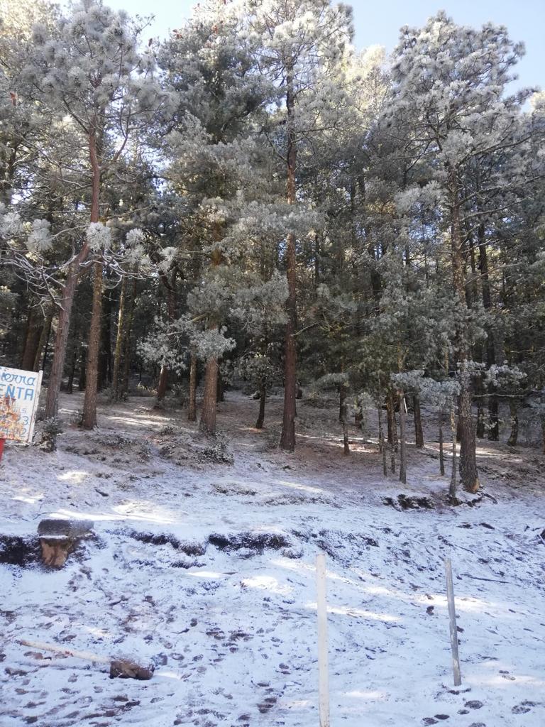 Arteaga se 'pinta' de blanco tras caída de nieve