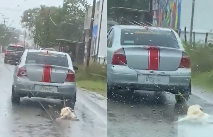 Exigen justicia para perrito que fue arrastrado por vehículo en Tabasco