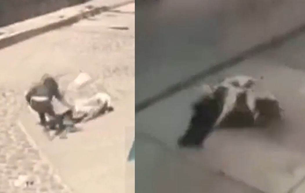 VIDEO: Perros pitbull atacan a niña en el Estado de México