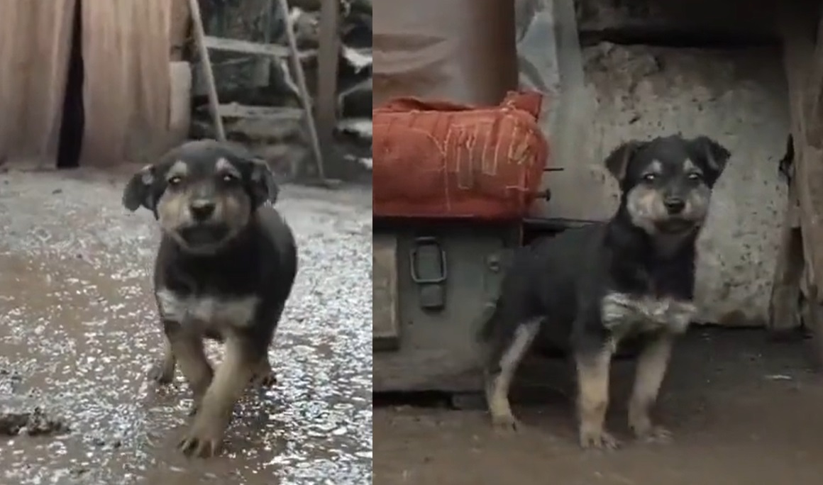'Rambo', el cachorrito que protege a soldados ucranianos