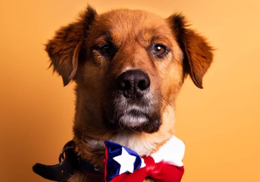 'Brownie', el 'primer perro' de la República de Chile que conquista en redes
