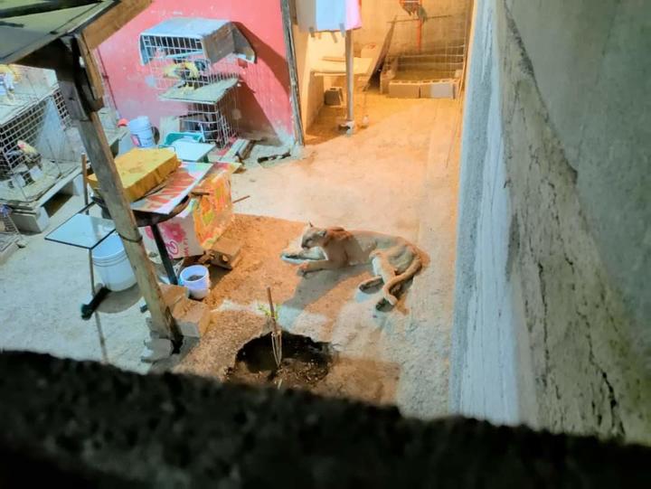 VIDEO: Puma se refugia en un patio de una vivienda en Monclova