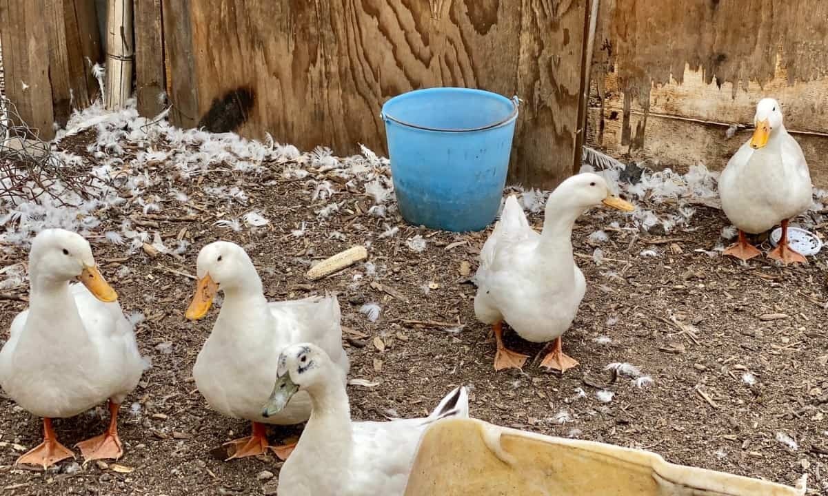 Rescatan a 17 patos de una vivienda en la Cuidad de México