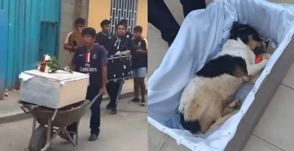 Vecinos organizan funeral para perrito callejero; colocan sus restos en un ataúd