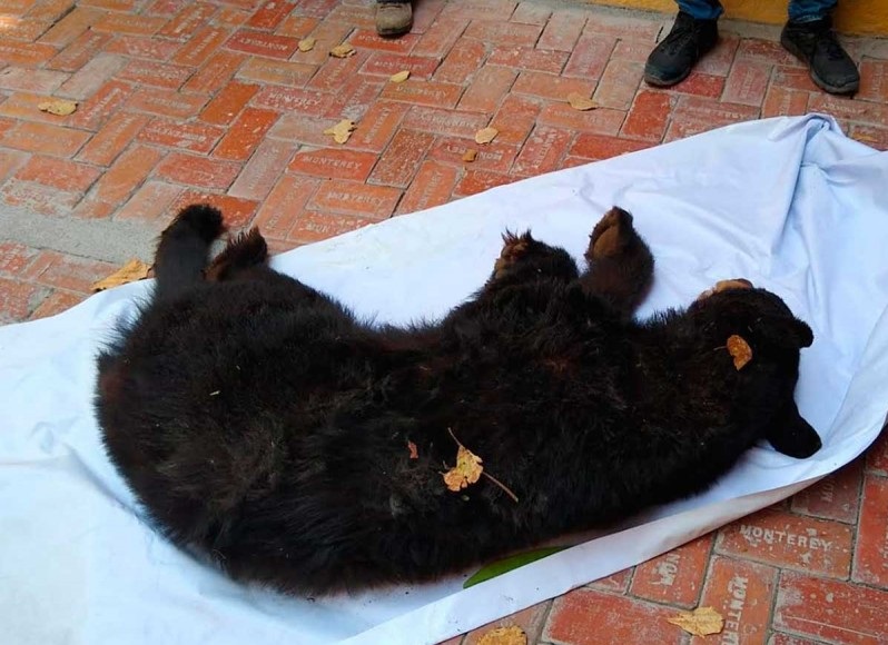 Encuentran a un oso en palacio municipal de Nuevo León