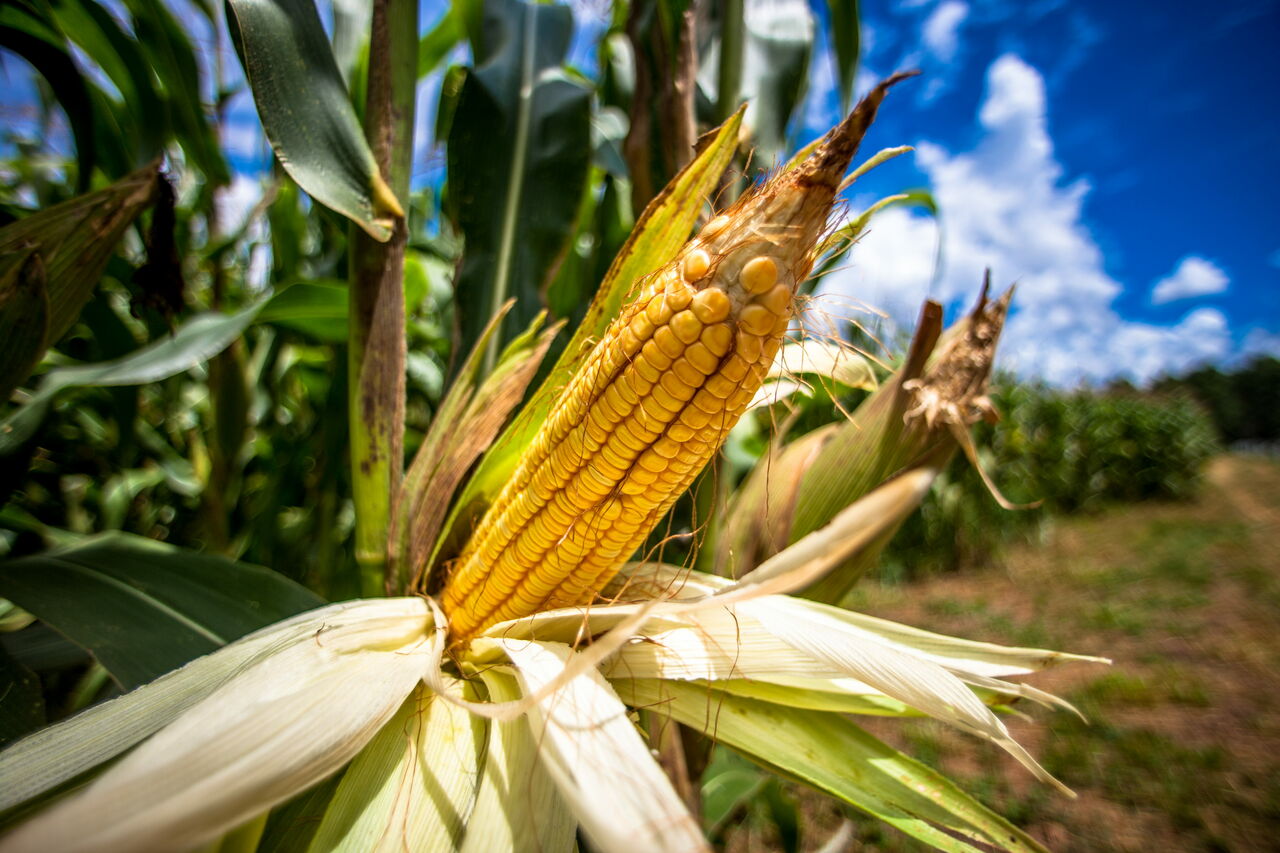 AMLO llama a campesinos a cultivar todo el maíz y frijol que se pueda