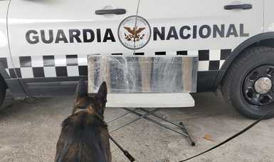 Binomios caninos detectan aparente marihuana en Coahuila, Jalisco y Zacatecas