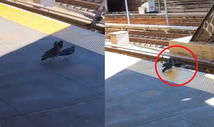 VIRAL: Palomas arrojan a su amiga a las vías del metro antes de que pase el tren