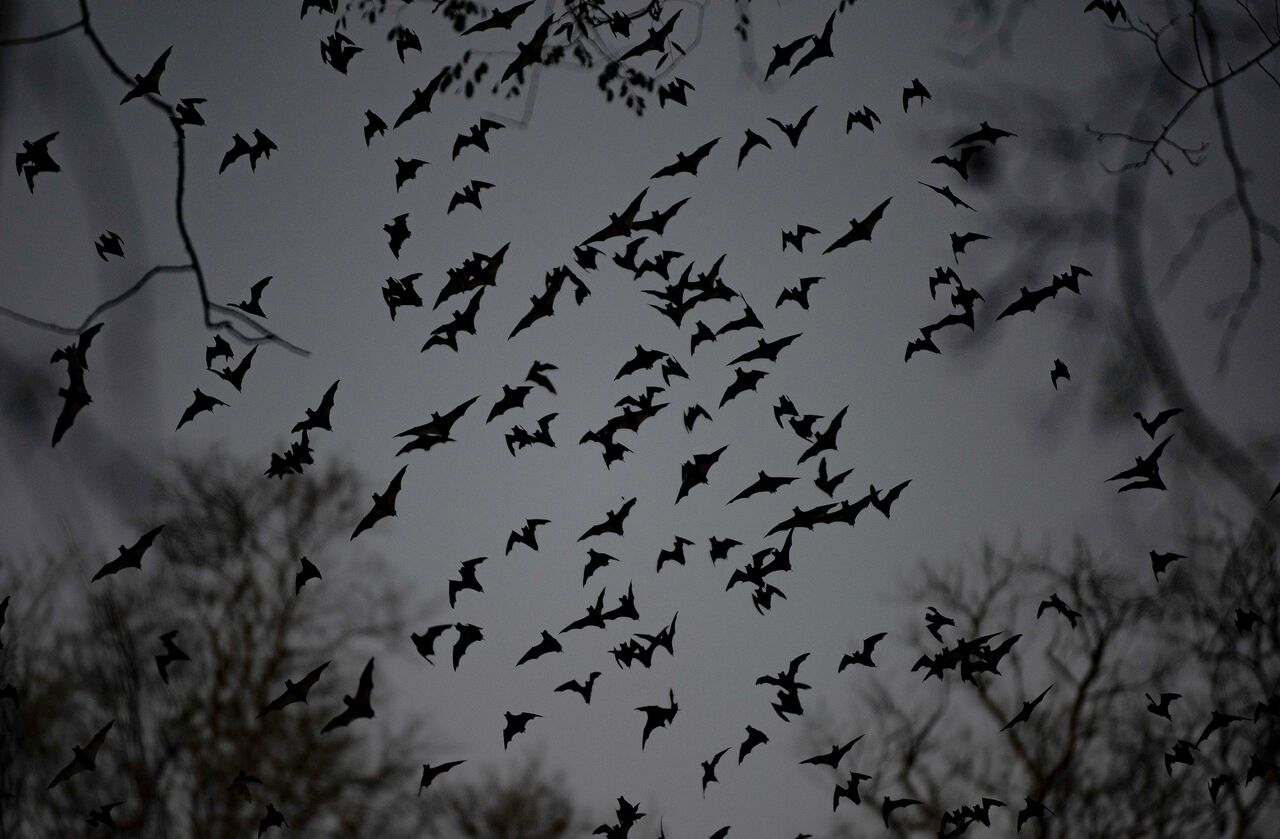 El murciélago que imita el ruido del avispón para sobrevivir