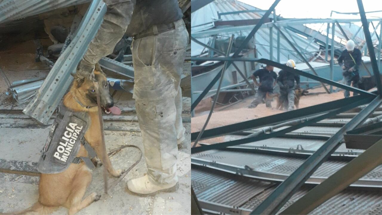 Se suman dos binomios caninos más al rescate del desaparecido en derrumbe de silo en Torreón