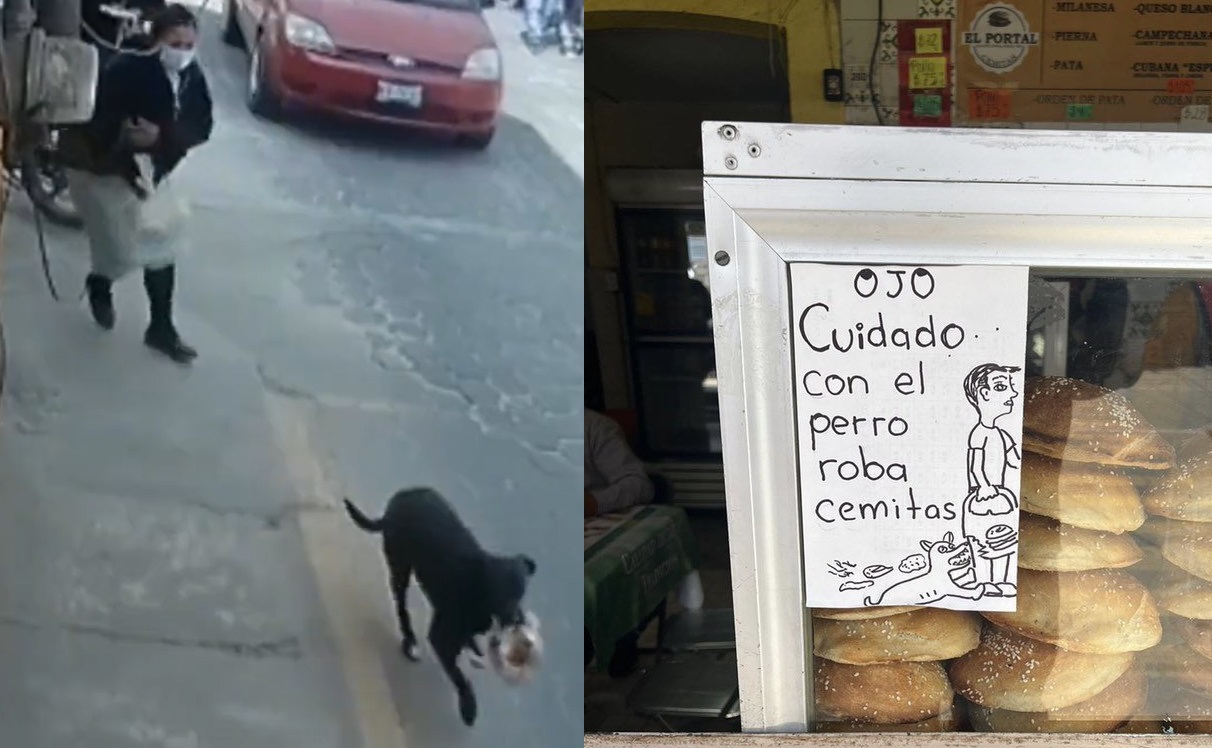 VIRAL: Alertan en Puebla por el 'perro roba cemitas'