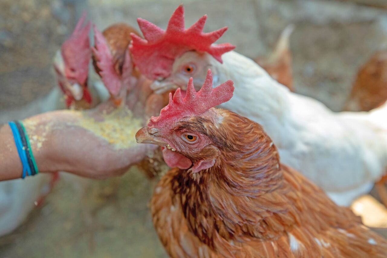 Granjas avícolas en Coahuila deben repoblar sus parvadas