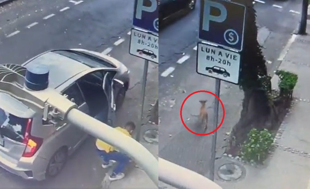 VIDEO: Captan a sujeto abandonando a un perrito en la vía pública