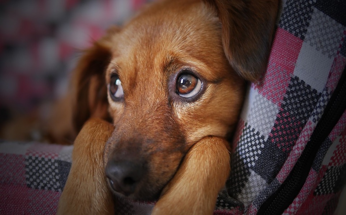 Denuncian en redes a veterinaria que tiene encerrados a perros desde hace un mes