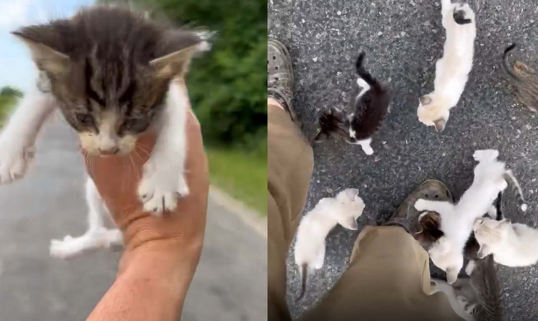 Hombre rescata a un gatito pero termina emboscado por varios felinos
