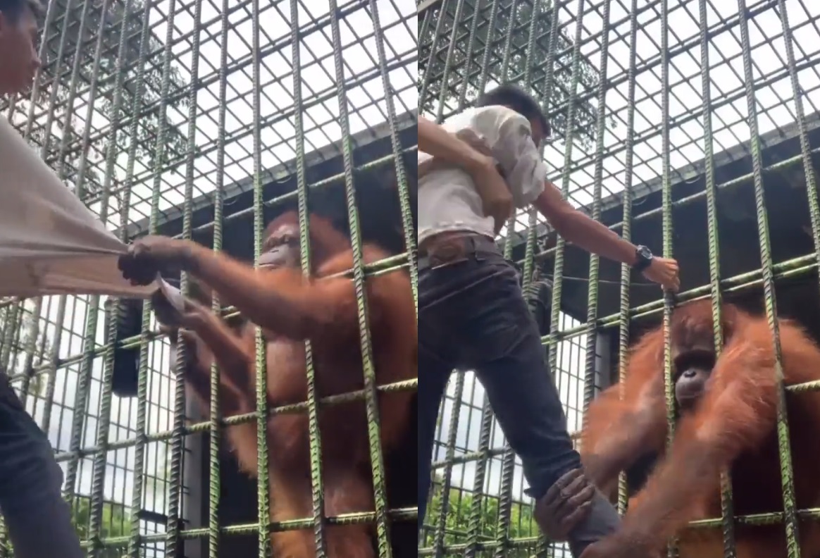 VIRAL: Hombre es atacado por orangután al saltar a su jaula para grabar un video