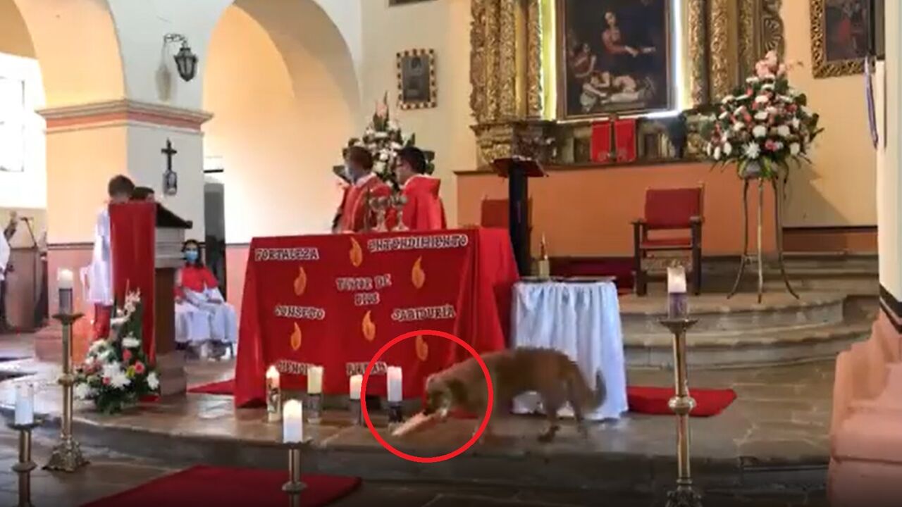 Perro interrumpe misa para robarse el pan de la eucaristía y se vuelve viral