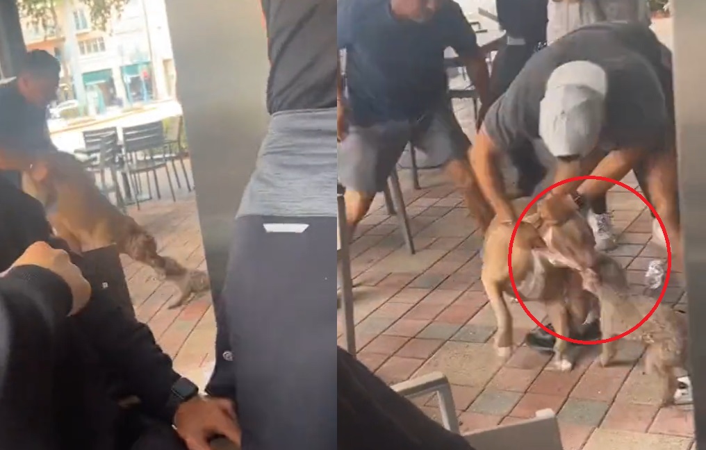 VIDEO: Captan a pitbull atacando a perro pequeño en restaurante 'pet friendly'