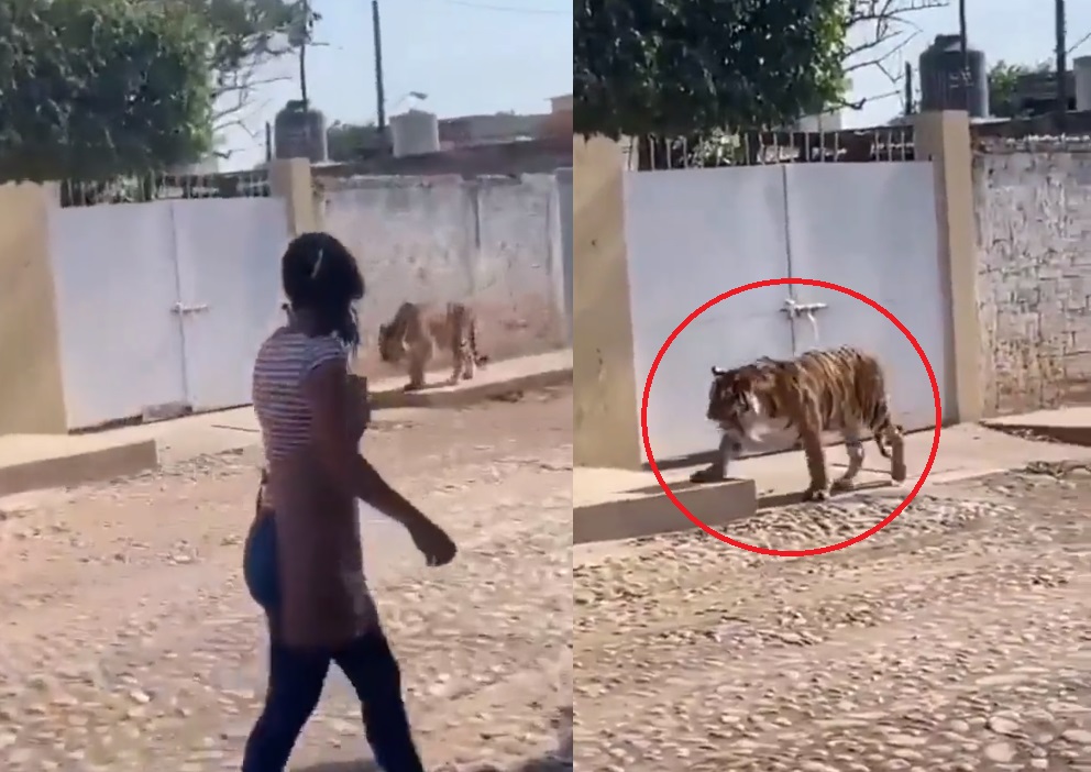 ¡Casual! Captan a tigre de Bengala paseando por calles de Nayarit