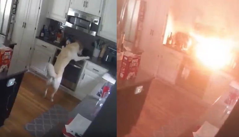 Perro enciende por accidente la estufa e incendia la casa de sus dueños
