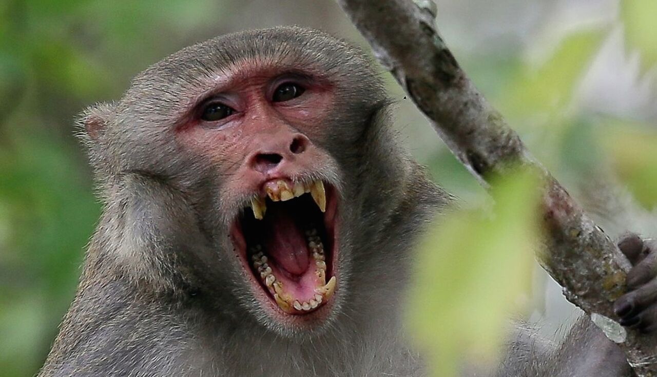 Monos hambrientos atacan a niños