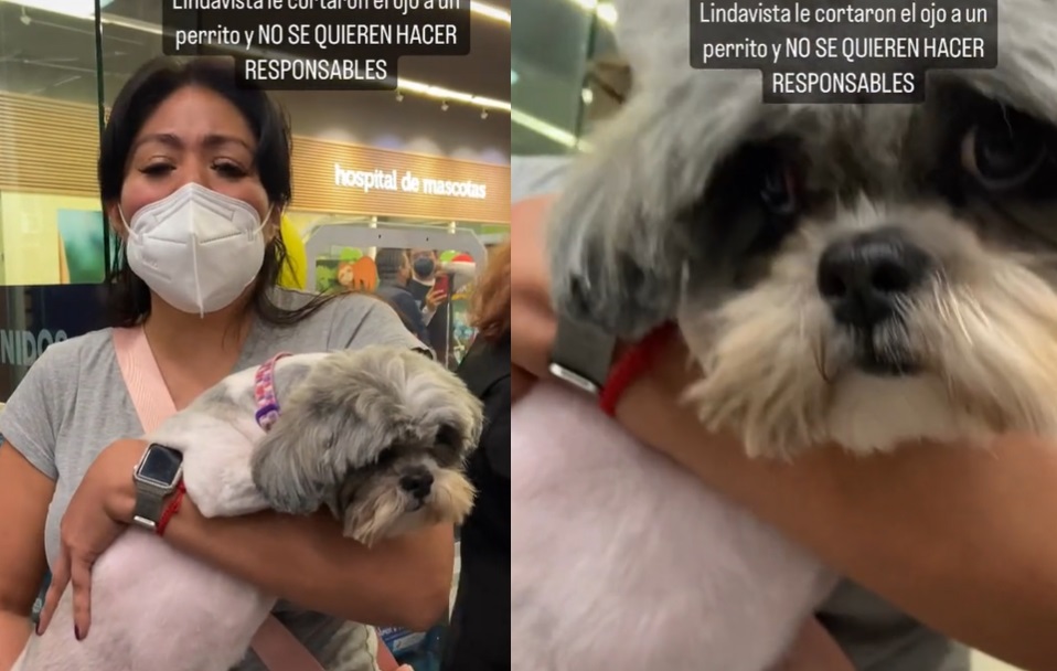 Denuncian a tienda de mascotas que le cortaron el ojo a una perrita