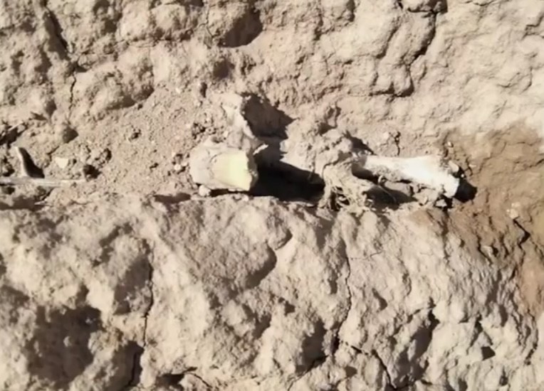Encuentras restos óseos en Ramos Arizpe