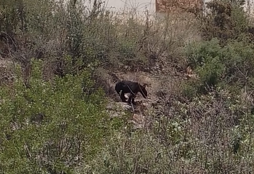 'Anda un oso perdido en mi arroyo', reporta vecino en Saltillo