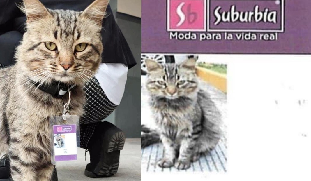 'Fredy del Mazo', el gatito trabajador de una tienda en Toluca